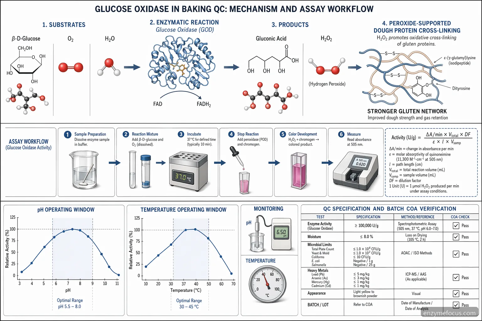 glucose oxidase assay baking mechanism, showing glucose oxidation, peroxide formation, dough cross-linking, and pH range