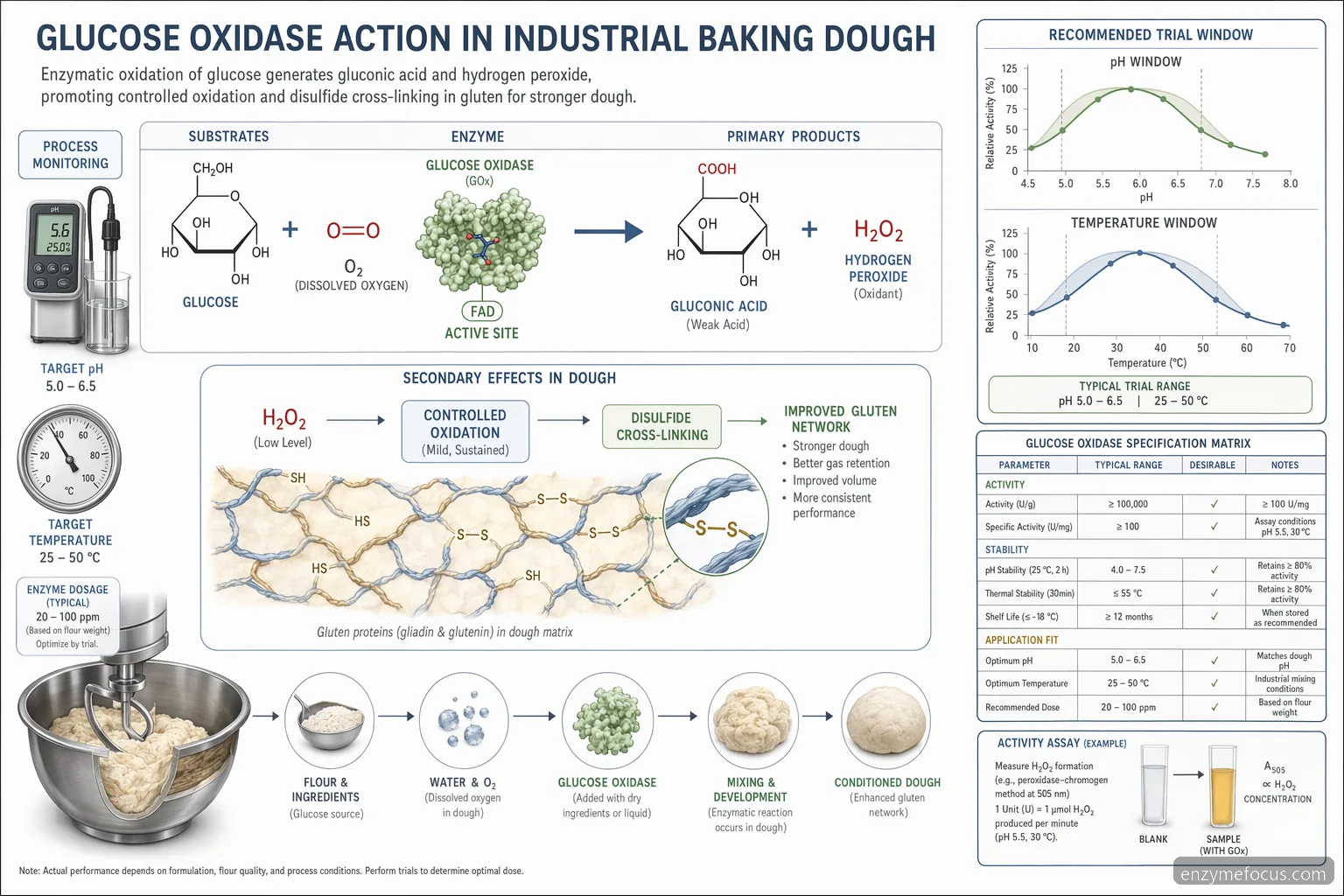 مخطط آلية عملية الخَبز باستخدام glucose oxidase يوضح تفاعل glucose إلى حمض وتكوّن peroxide وروابط gluten