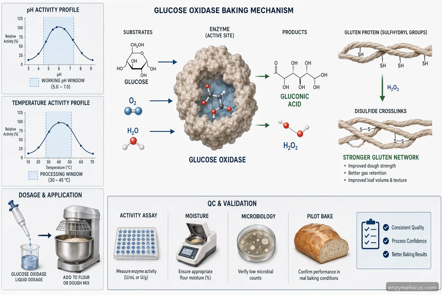 glucose oxidase from aspergillus niger baking process diagram showing pH, temperature, reaction flow, and QC tests