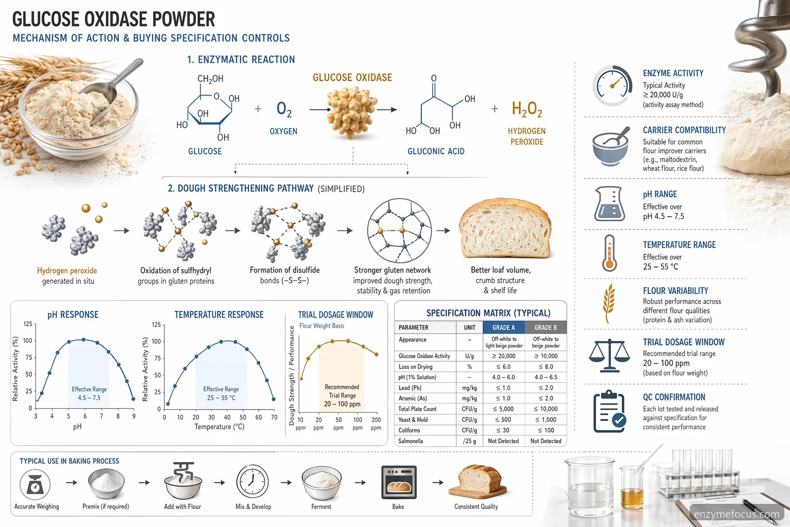 glucose oxidase powder baking mechanism diagram showing glucose oxidation, pH and temperature ranges, and dough effects