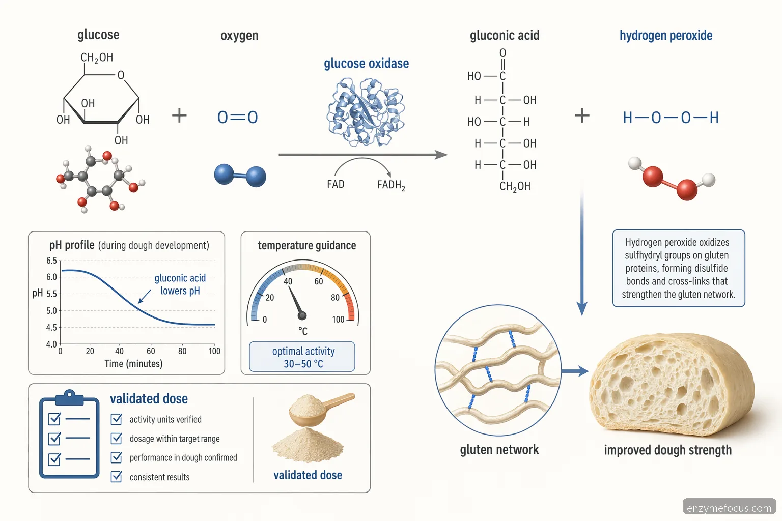 glucose oxidase sigma baking formulations mechanism showing glucose oxidation, hydrogen peroxide, and gluten strengthening