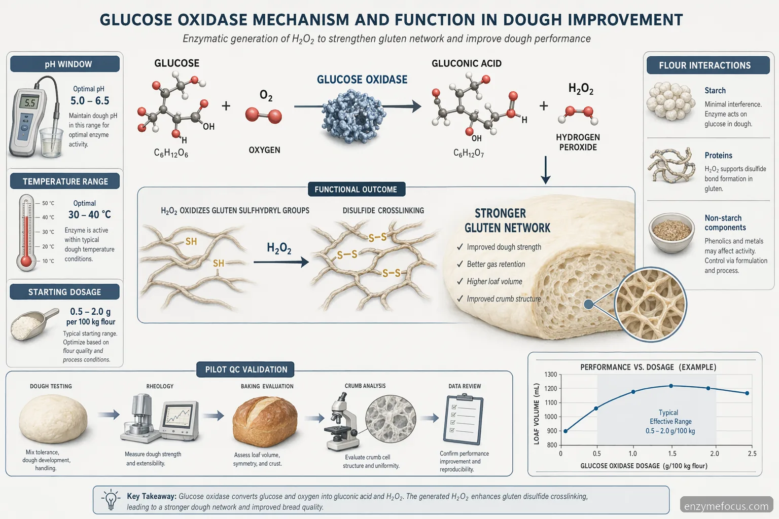 glucose oxidase supplier for baking formulations, reaction flow linking glucose oxidation to gluten strengthening